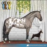 Horse Color:Brown Dun Appaloosa Brindle 