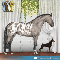Horse Color:Brown Dun Appaloosa Brindle 