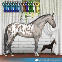 Horse Color:Brown Dun Appaloosa Brindle