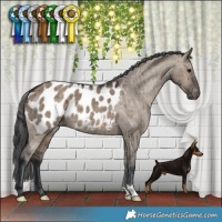 Horse Color:Brown Dun Appaloosa Brindle 