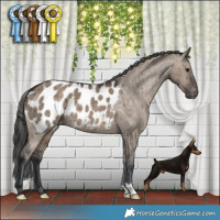 Horse Color:Brown Dun Appaloosa Brindle 