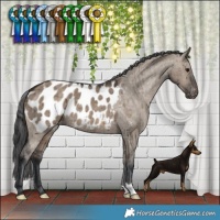 Horse Color:Brown Dun Appaloosa Brindle 