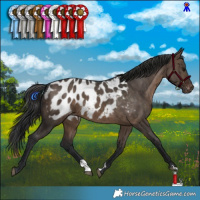 Horse Color:Brown Dun Appaloosa Brindle 