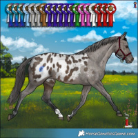 Horse Color:Brown Dun Appaloosa Brindle 