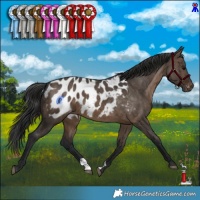 Horse Color:Brown Dun Appaloosa Brindle 