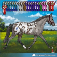 Horse Color:Brown Dun Appaloosa Brindle 