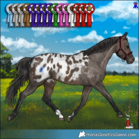 Horse Color:Brown Dun Appaloosa Brindle 