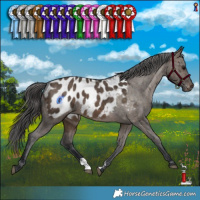 Horse Color:Brown Dun Appaloosa Brindle 