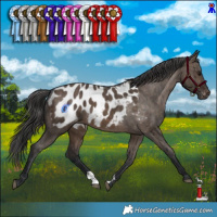 Horse Color:Brown Dun Appaloosa Brindle
