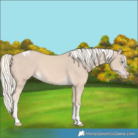 Horse Color:Cremello Tobiano