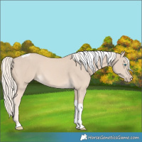 Horse Color:Cremello Tobiano 