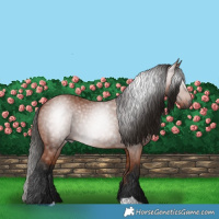 Horse Color:Gray Bay 