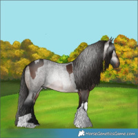 Horse Color:Gray Silver Brown Sabino Tobiano  and Gray Buckskin Roan Tobiano 