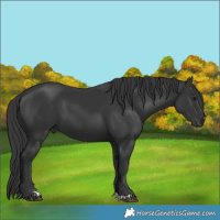 Horse Color:Black 