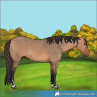 Horse Color:Bay Dun