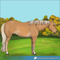 Horse Color:Palomino Rabicano