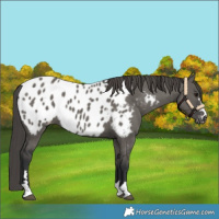 Horse Color:Grullo Near Leopard 