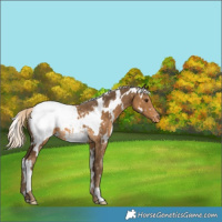Horse Color:White Spotted Chocolate Palomino Snowcap 