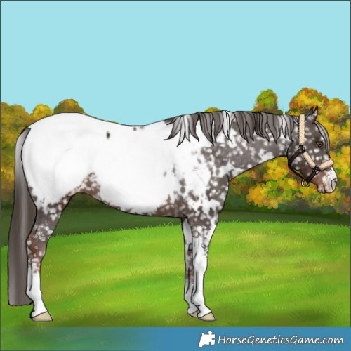 Horse Color:White Spotted Liver Chestnut Sabino Appaloosa 