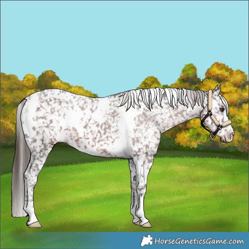 Horse Color:White Spotted Liver Chestnut Appaloosa 