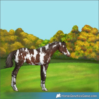 Horse Color:White Spotted Liver Chestnut Appaloosa