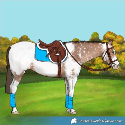 Horse Color:Amber Champagne Sabino Appaloosa