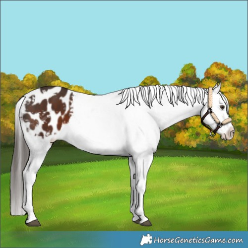 Horse Color:White Spotted Liver Chestnut Appaloosa