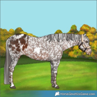 Horse Color:White Spotted Liver Chestnut Appaloosa 