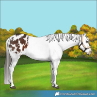 Horse Color:White Spotted Liver Chestnut Appaloosa