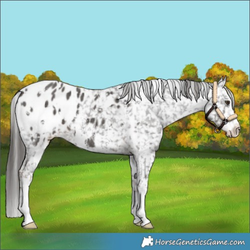 Horse Color:White Spotted Liver Chestnut Sabino Appaloosa 