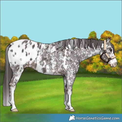 Horse Color:White Spotted Liver Chestnut Sabino Appaloosa 