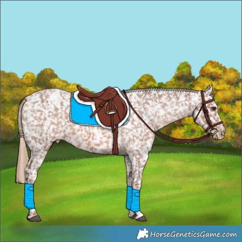 Horse Color:White Spotted Chestnut Appaloosa 