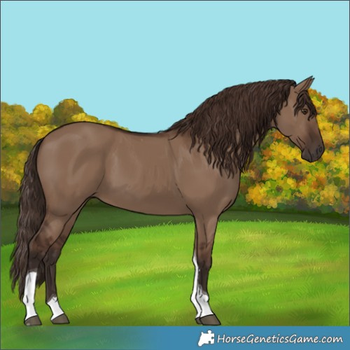 Horse Color:Liver Red Dun Tobiano 