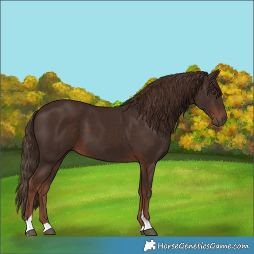 Horse Color:Liver Chestnut Tobiano 