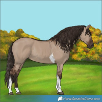 Horse Color:Liver Red Dun Tobiano Rabicano