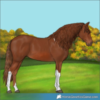 Horse Color:Chestnut Tobiano 