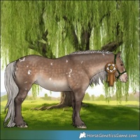 Horse Color:White Spotted Silver Brown Dun Appaloosa