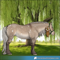 Horse Color:White Spotted Silver Brown Dun Appaloosa