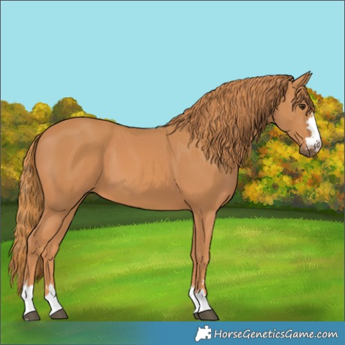 Horse Color:Chestnut 