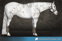 Horse Color:White Spotted Silver Buckskin Tobiano Appaloosa 