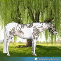 Horse Color:White Spotted Silver Buckskin Tobiano Appaloosa 