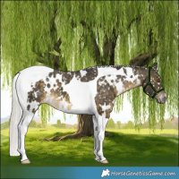 Horse Color:White Spotted Silver Buckskin Tobiano Appaloosa