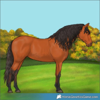 Horse Color:Bay 