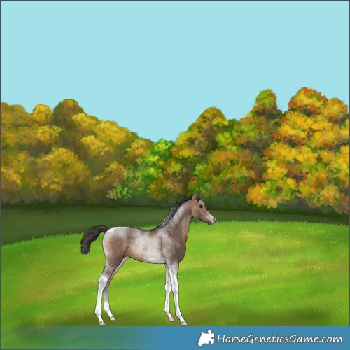 Horse Color:Bay Dun Tobiano 