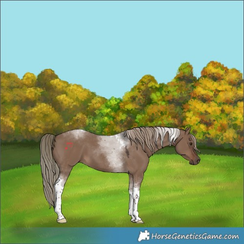 Horse Color:Liver Red Dun Tobiano 