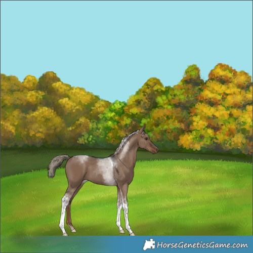 Horse Color:Liver Red Dun Tobiano 