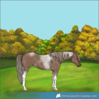 Horse Color:Liver Red Dun Tobiano 
