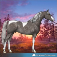 Horse Color:Platinum White Spotted Chocolate Palomino Tobiano Rabicano