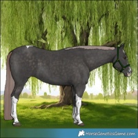 Horse Color:Platinum Liver Chestnut Sabino Tobiano