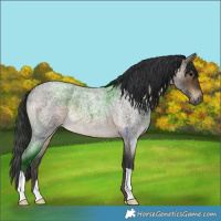 Horse Color:Brown Roan 
